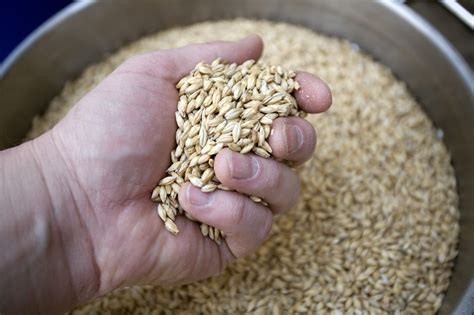  Barley Malt Ekstresi Üretiminde Kullanılan Sürdürülebilir Bir Alternatif!