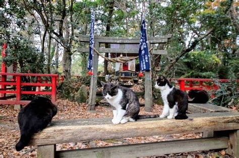 船橋大神宮 駐車場 なぜかそこに佇む一匹の猫が物語を紡ぐ