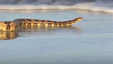 Can Rattlesnakes Swim? And Why Do They Prefer Moonlit Nights for It?