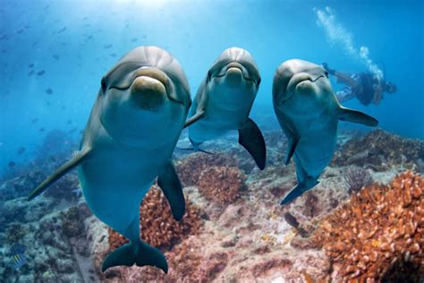 How Do Dolphins Swim: A Deep Dive into the Mechanics and Mysteries of Aquatic Locomotion