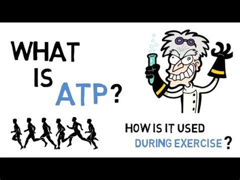 What is ATP in Physical Education and How Does It Fuel Our Muscles?